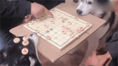 網友下棋找不到桌子，于是就看上了兩只二哈，狗子太慘了！