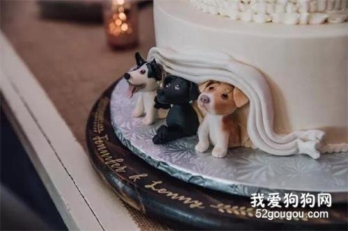 把3只狗狗藏在婚禮蛋糕里，這個舉動真的好甜呀！