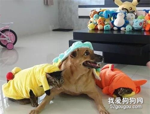撿了三只奶貓讓狗狗帶大，可四年后，鏟屎官后悔了...