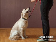 寵物犬的靜止停坐與坐姿訓練