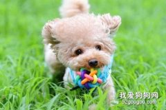 如何與狗狗玩尋回游戲？