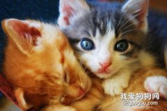貓可以吃香蕉嗎 任何水果都不可以過量喂食