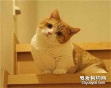 波波茶是什么品种的猫 这种猫可是猫中精灵
