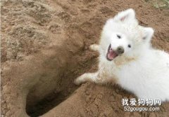 狗狗刨窩怎么回事 這些原因都有可能