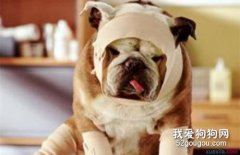 狗狗外傷出血怎么處理 急救止血方法