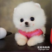 為什么博美這種小狗狗更愛叫?
