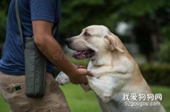 訓練拉布拉多的三個小技巧