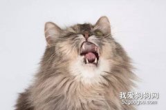 猫冬天经常打喷嚏流鼻涕 是猫鼻支吗？