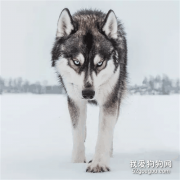 最像狼的狗竟然不是哈士奇，科學家公布研究結果后，居然是它！