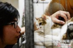 貓咪不親人怎么辦 那是你方法不對