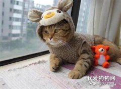 貓冬天如何過冬 如何讓貓溫暖過冬