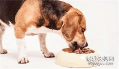狗狗換糧可以直接換嗎? 七日換糧法了解一下