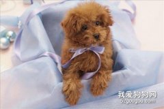 狗可以吃橘子嗎？ 少吃點還是可以的