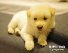 狗可以喝豆漿嗎？不適合每個階段的狗狗喝