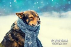 狗狗冬季御寒小常識