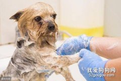 狗狗冬天多久洗一次澡比較好？
