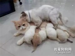 貓媽正辛苦喂奶，貓爸突然撲了上來...人神共憤！