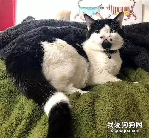 長了兩個鼻子的貓咪差點被安樂死，如今已成圈內紅人