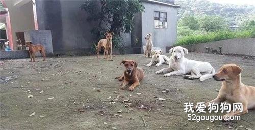 每次在墓地喊“小朋友”，都會有好幾個身影飛奔而來...