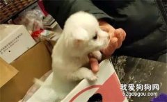 網友下樓丟垃圾，聽到垃圾桶里有聲音，過去一看竟然是一只小狗