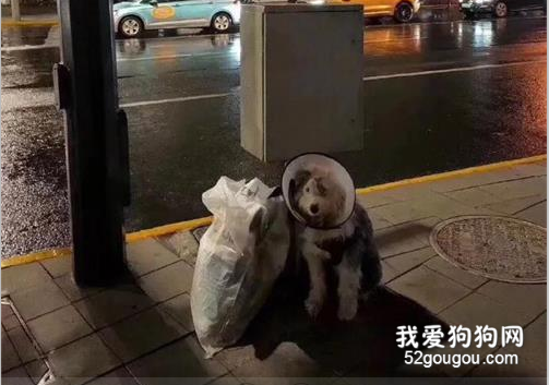 帶著恥辱罩的古牧坐在街頭滿臉愧疚：我把主人弄丟了。