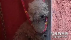 流浪泰迪被救之后，拼命萌討好人類，網友卻看哭了！
