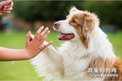 狗狗不聽話，叫不回來怎么辦？