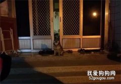 為等主人，阿柴凌晨強忍睡意坐門口，一見主人就露出燦爛笑容！