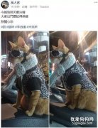 ?最近天冷，網友想帶家里貓出門逛，于是給它這么一弄之后...