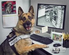假如警犬會自己去破案，那一定很帥吧！