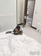 狗子老是欺負貓，怎么說都沒用，直到主人看到這畫面才秒懂！