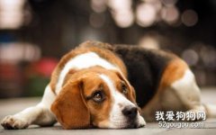 狗狗胃炎的症状 如何预防和治疗狗狗胃炎