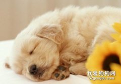 狗狗得抑郁癥的表現 面對抑郁應該怎么做？