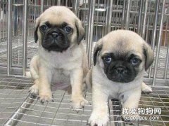 狗狗眼屎多的解決辦法