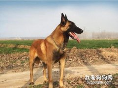 如何判斷馬犬純不純，選購馬犬時有哪些注意事項？