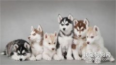 哈士奇多少錢一只 幫你分析各個價位的哈士奇