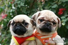 巴哥犬幼崽多少錢一只？