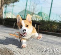 發現狗狗鼻子變臟了怎么辦