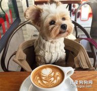 適合給狗狗吃的零食有哪些？