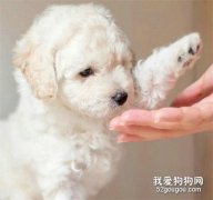 平常如何預防狗狗的關節疾病