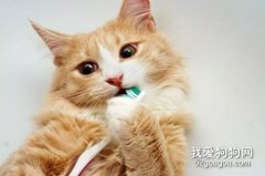 有牙結石的貓咪刷牙有用嗎？