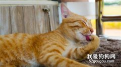為什么貓咪平常喜歡舔自己？