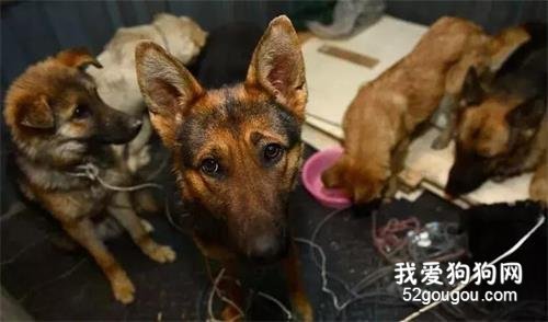 被拉入屠宰場的狗狗為什么不敢逃跑？原因竟是.....