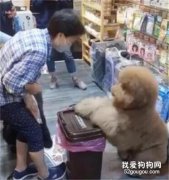 狗狗飯前認真禱告的樣子，萌翻眾人…