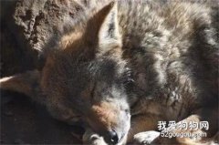 男子開車撞到一只狗，送去醫院后，醫生卻驚呼：這不是狗！