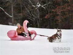 女主人帶二哈出去玩雪橇，結果二哈和雪橇回來了，人卻沒了！