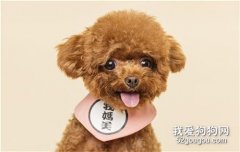 泰迪脖子上有個大軟包 這兩種原因你要注意
