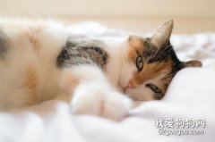 貓為什么喜歡睡床尾?