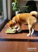 主人在曬東西，柴犬以為是好吃的，偷吃了一塊后，瞬間變臉了！