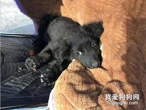 撿到一只狗，是什么體驗？